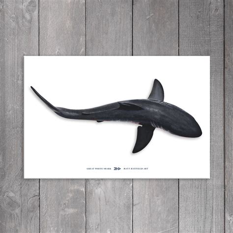 Great White Shark View From Above Canvas Art Print 24 X 36 Matt