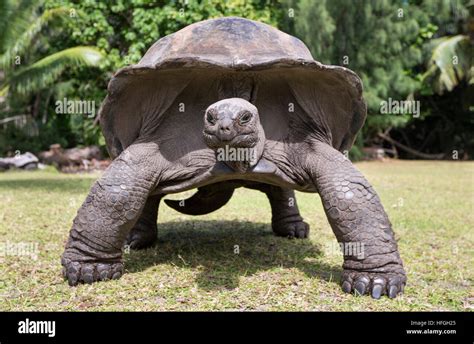 Aldabra Giant Tortoise At Tropical Island In Seychelles Stock Photo Alamy