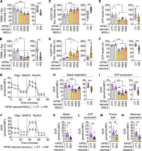 Depletion Of WFS1 Compromises Mitochondrial Function In HiPSC Derived