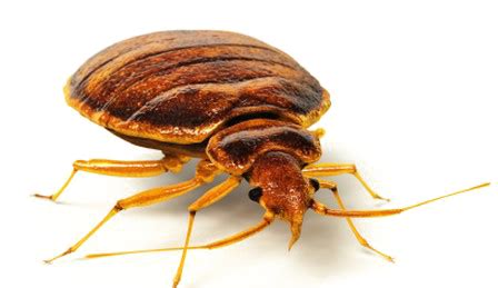 Bed bug PNG