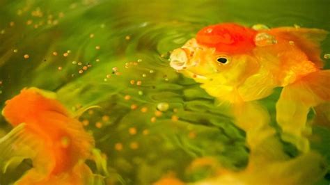 Can Overfeeding Goldfish Kill Them? 5 Tips To Avoid