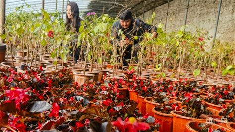 花卉大棚开满“致富花”央广网