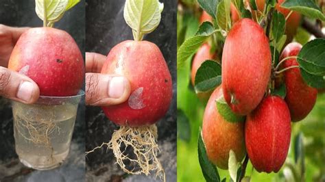 How To Grow Apple Tree From Apple Fruit With Onion Proportion Apple