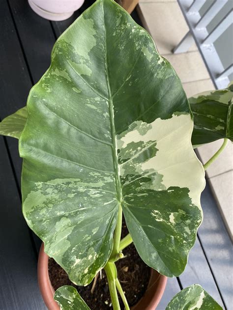 Variegated Alocasia Macrorrhiza Variegata Elephant Ear Furniture