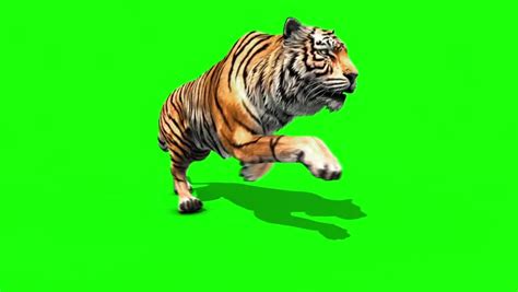 tiger run animals loop close green Stock Footage Video (100% Royalty ...