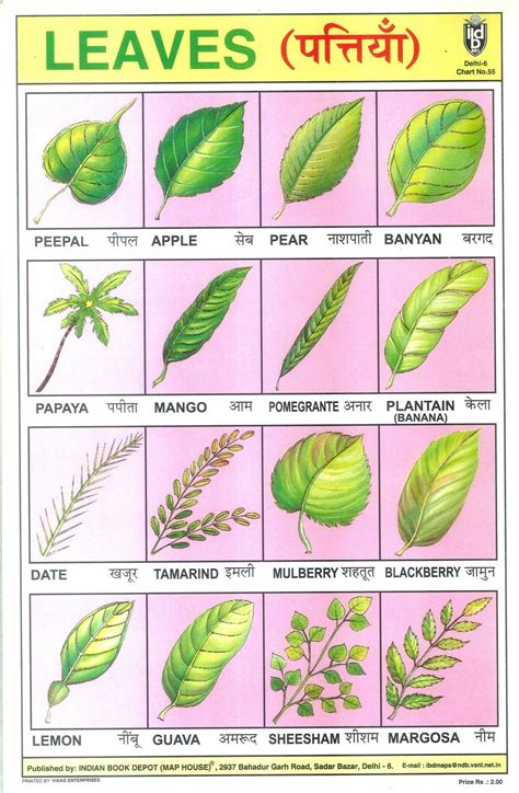 Leaves School Posters Learning English For Kids Hindi Language Learning