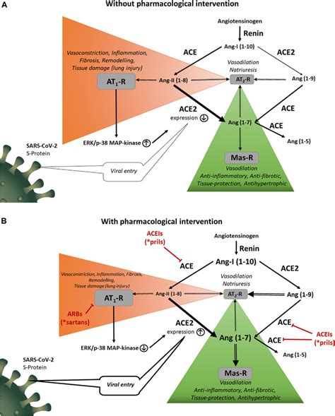 A Physiological And Pathological Functions Of The Ras Renin Acts