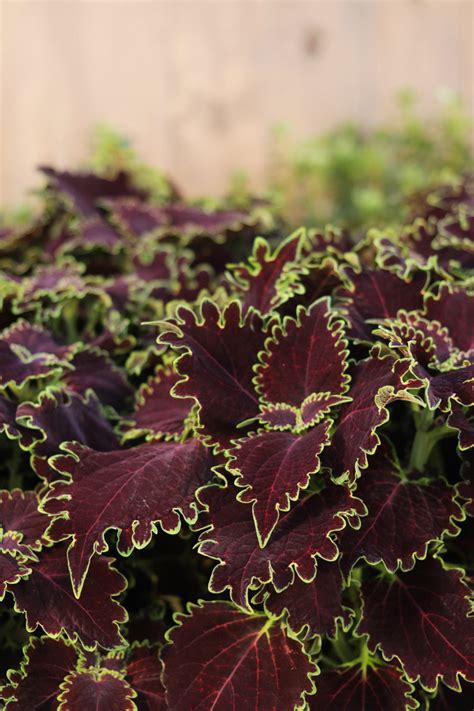 Colorblaze® Wicked Witch Coleus Plant Addicts