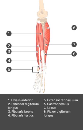 Tibialis Anterior Muscle Attachments Actions And Innervation