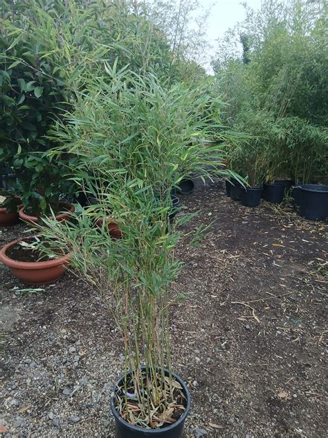 Fargesia Rufa Clumping Bamboo 1.2 metres Tall 18L Potted Plant