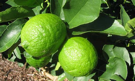 10 Lime Tree Varieties You Should Consider Epic Gardening