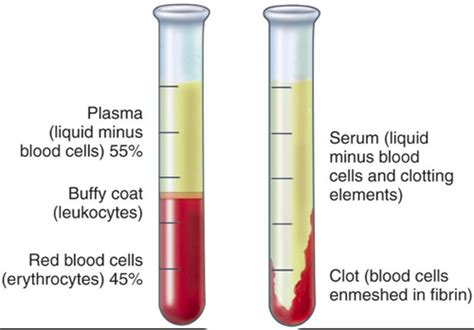 Blood Flashcards Quizlet