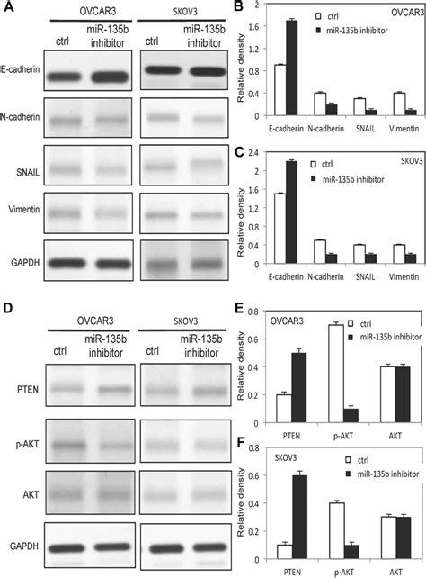 Emt Protein Levels Were Changed By Downregulation Of Mir B And