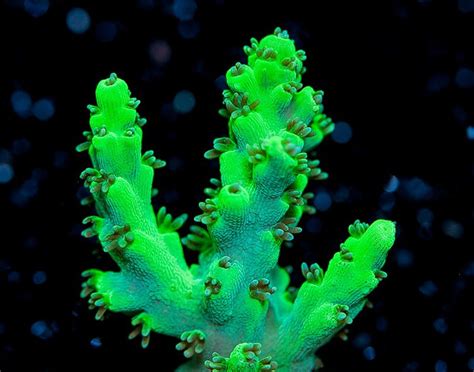 Acropora Chesterfieldensis Patrik K Flickr