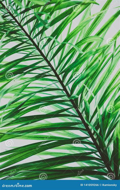 Palm Tree Foliage Vintage Tropical Background Retro Toned Macro