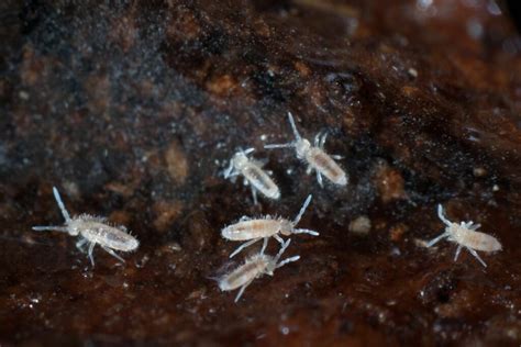 Springtails: identification & control - Plantura