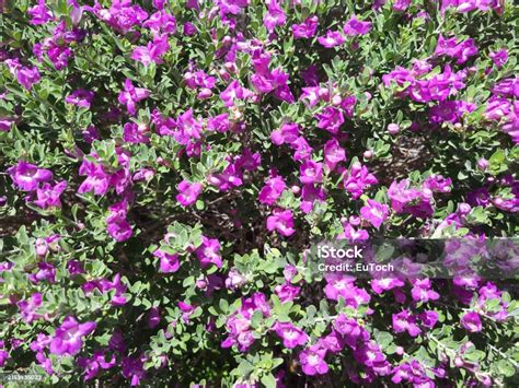 Blooms Of Leucophyllum Frutescens Also Known As Texas Sage Or Texas