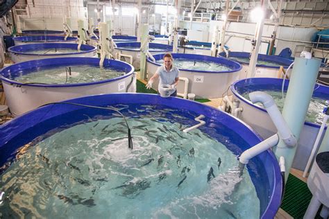 aquaculture research  development  western australia department