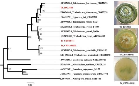 Phylogenetic Tree Of Trichoderma Spp Th Ta And Tr The Internal