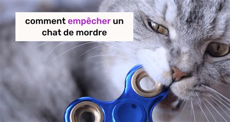 Comment Emp Cher Votre Chat De Mordre La Solution