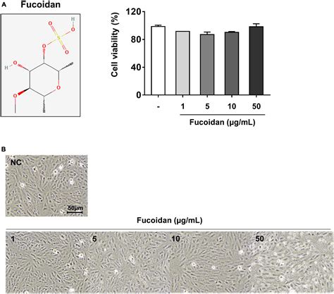 Frontiers Inhibitory effect of fucoidan on TNF α induced inflammation