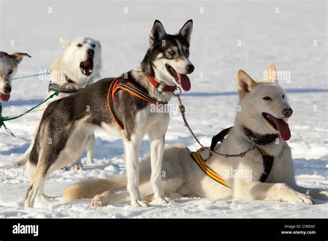 Sled Dogs Lead Dogs Alaskan Huskies In Harness Panting Resting In