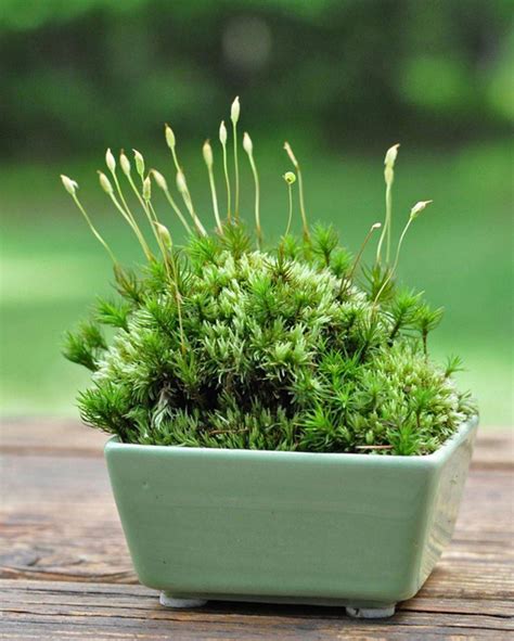 25 Types Of Moss Garden Ideas To Try This Year Sharonsable