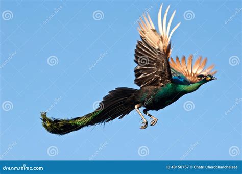 Peacock flying stock image. Image of nature, people, color - 48150757