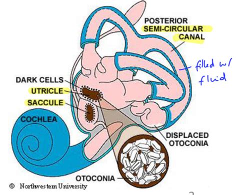 Vestibular System Flashcards Quizlet