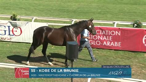 Grand Show Anglo 2022 Lot 55 KOBE DE LA BRUNIE YouTube