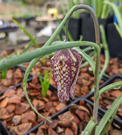 Fritillaria meleagris – Secret Garden Growers