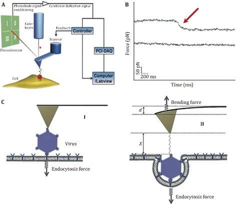 Figure 5 From Studying Structure And Functions Of Cell Membranes By