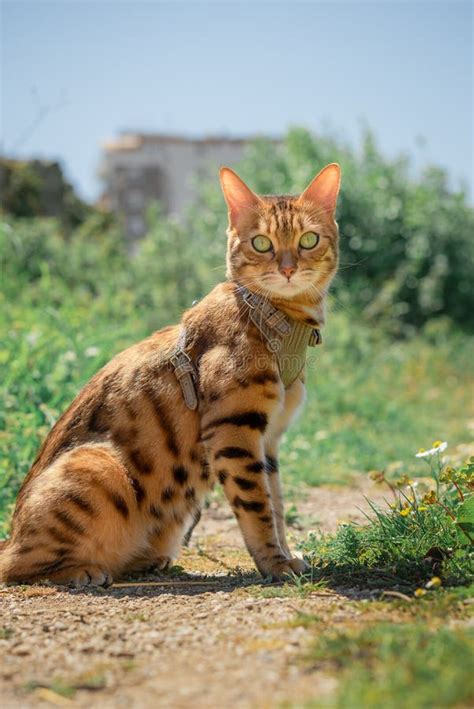 Bengal Cat in a Leather Harness on a Leash Stock Image - Image of leash ...