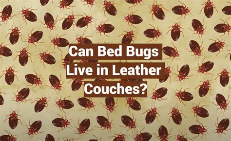 Do Bed Bugs Live In Leather Sofas Infoupdate Org