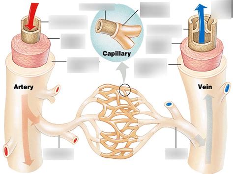 Artery Vein Capillary Diagram Quizlet