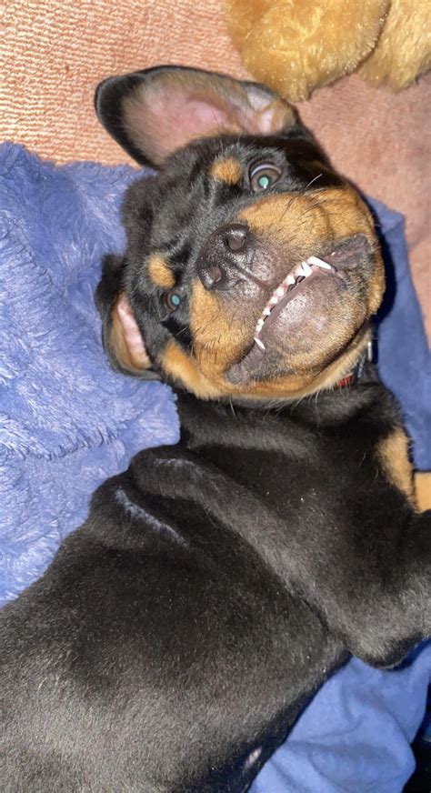 My baby : r/Rottweiler