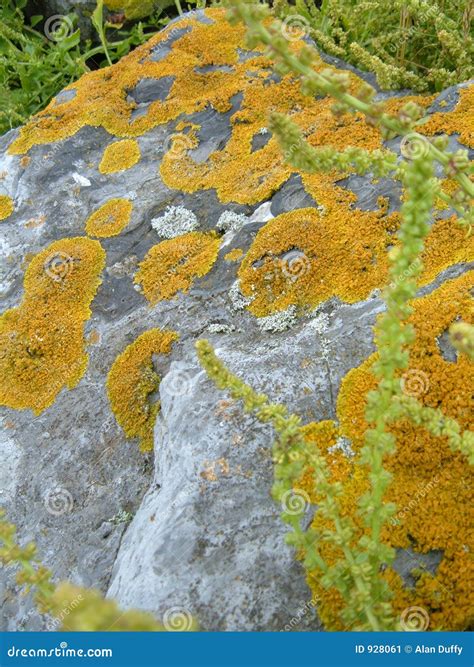 Lichens Stock Photo | CartoonDealer.com #4659282