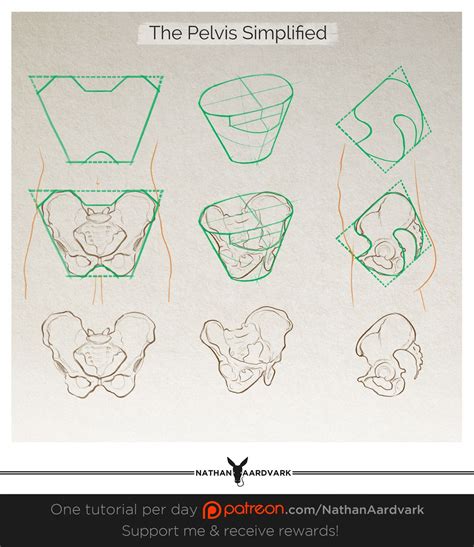 How To Draw The Pelvis