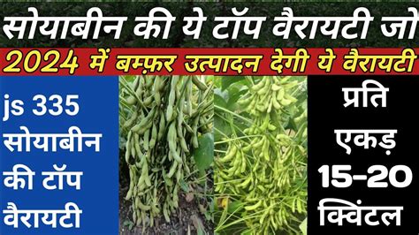 सोयाबीन की Js 335 टॉप वैरायटी Ll उत्पादन 15 20 क्विंटल Ll Soyabean Ki Kheti Kese Kare Youtube