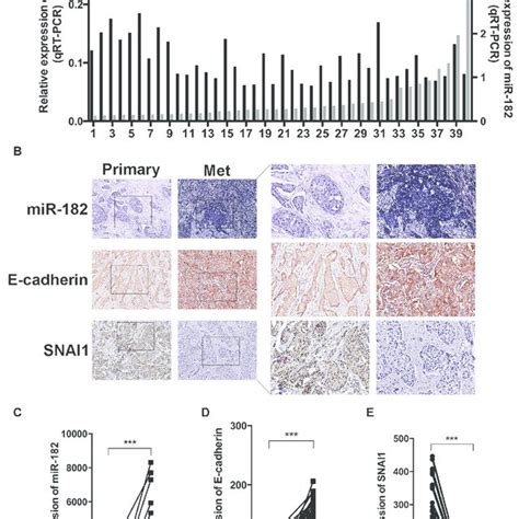 Correlation Of Mir And Snai Expression With Metastatic