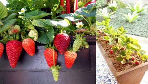 Como Plantar Morango Em Vaso De Um Jeito Bem Simples E F Cil