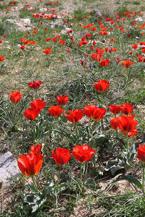 Tulipa greigii - Изображение особи - Плантариум