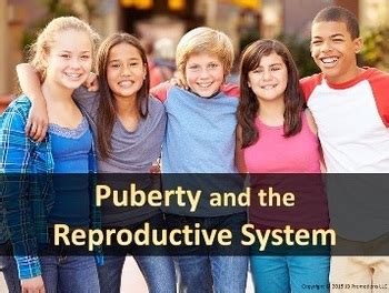 Puberty And The Reproductive System By JB Promotions TpT