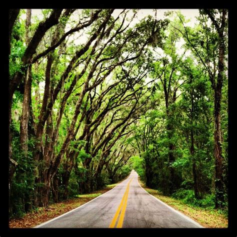 There Is Nothing More Beautiful Than The Numerous Canopy Roads In Tallahassee Find This View On