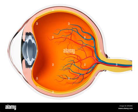 Cross Section Of An Eyeball Hi Res Stock Photography And Images Alamy