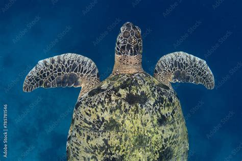 A Green Sea Turtle Chelonia Mydas Swims Through The Blue Waters Of