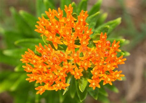 Beautiful Bright Orange Butterfly Weed Stock Image Image Of Summer