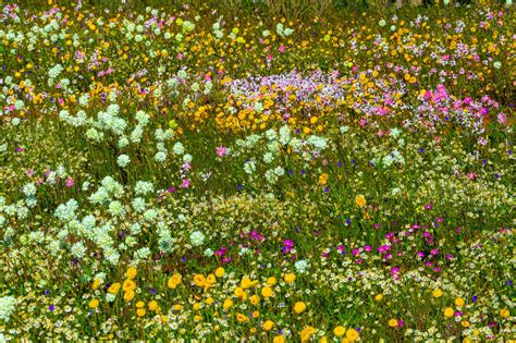 Photographing Australia: Wildflowers