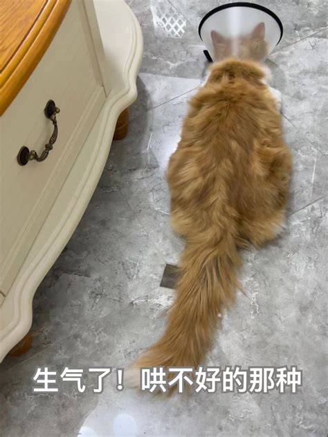 公猫绝育时间什么时候最好？最佳月龄6个月 知乎