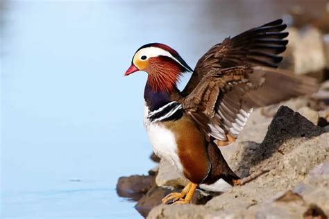 Mandarin Ducks: Everything You Need To Know! [2023] - Wild Bird Web